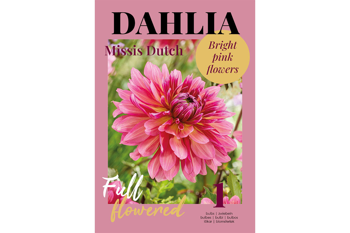 Glossy Dahlia Missis Dutch 