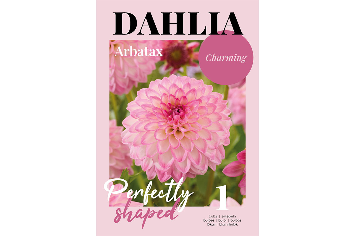 Glossy Dahlia Arbatax 