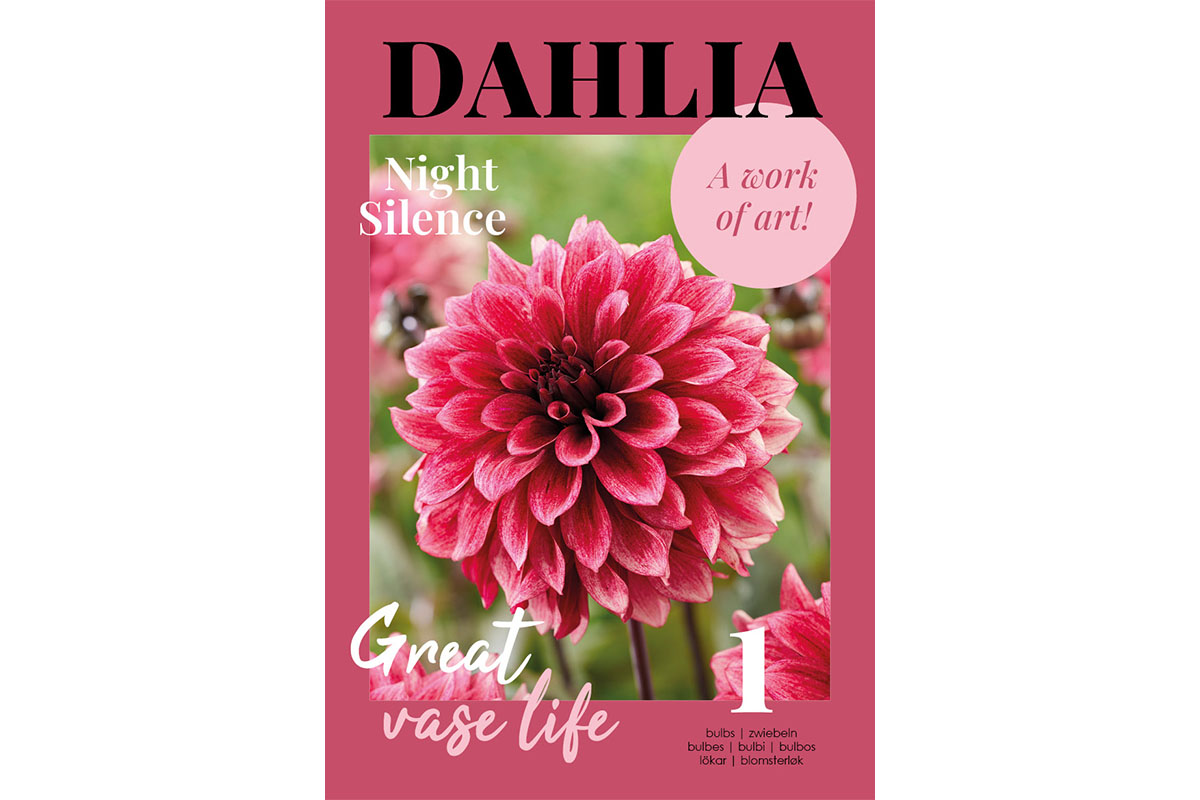 Glossy Dahlia Night Silence 