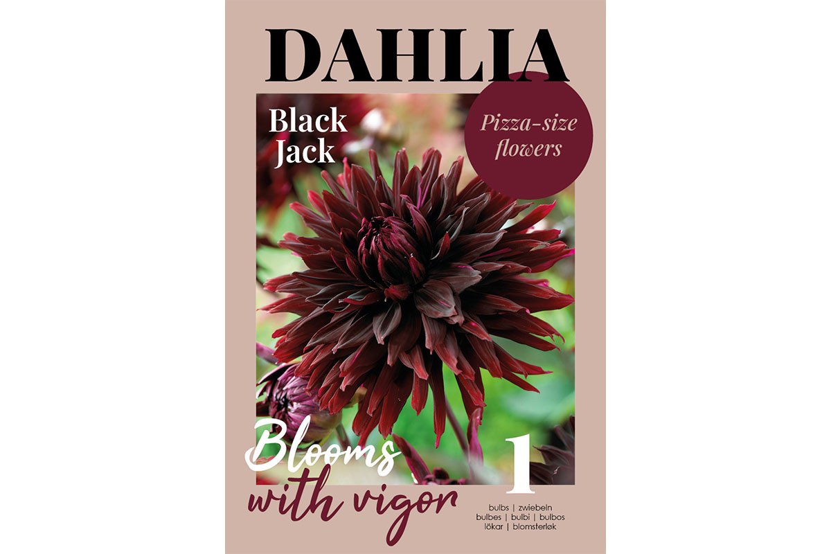 Glossy Dahlia Black Jack 