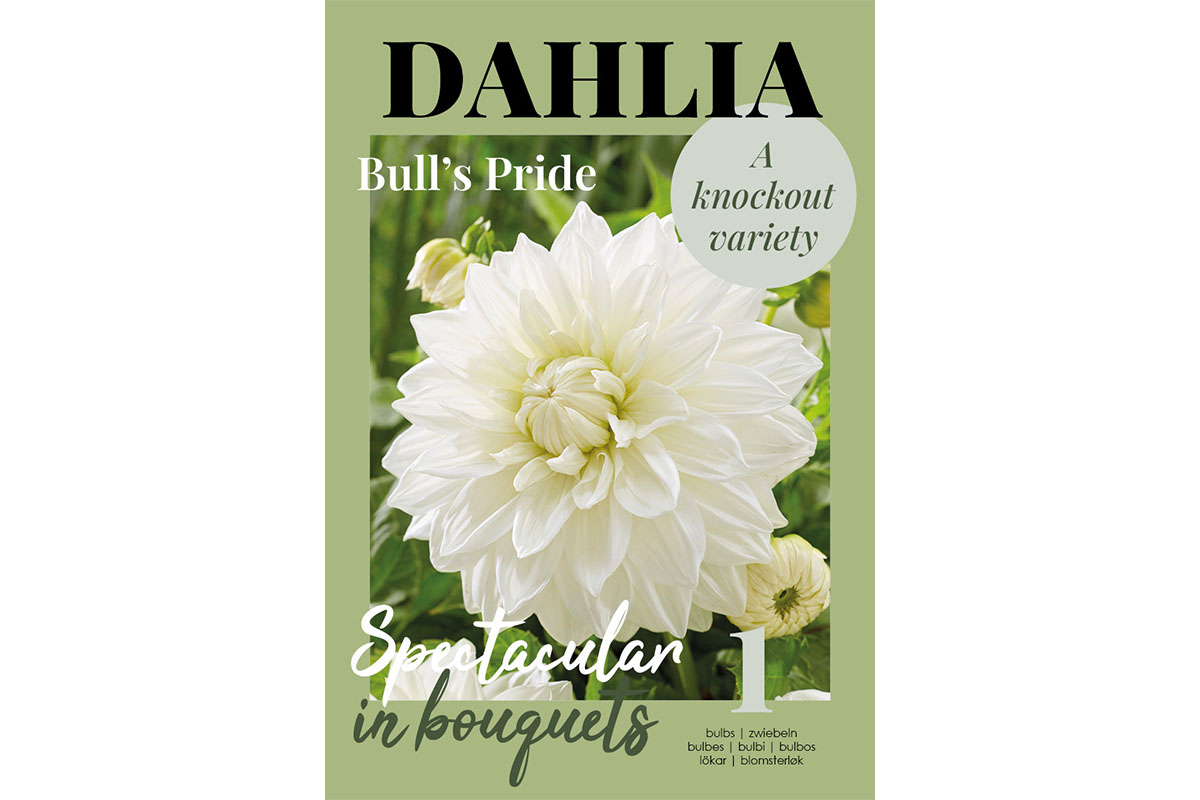 Glossy Dahlia Bull
