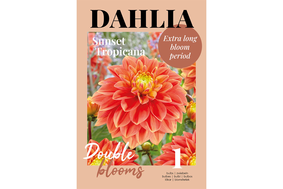 Glossy Dahlia Sunset Tropicana 