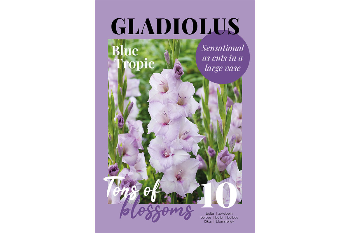 Glossy Gladiool Blue Tropic 