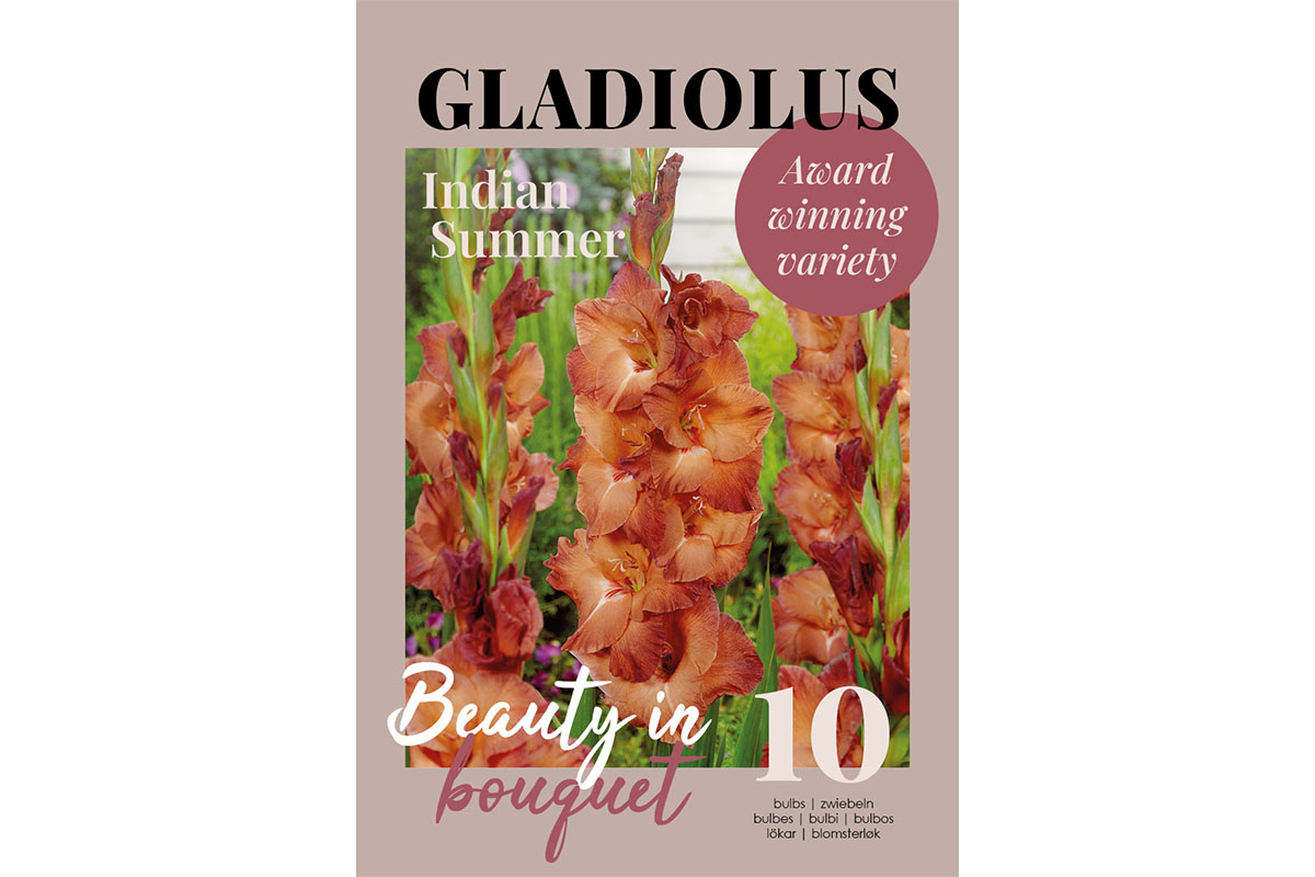 Glossy Gladiool Indian Summer 