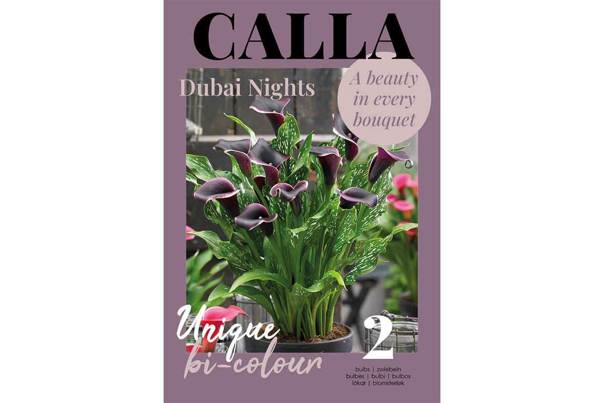 Glossy Calla  Dubai Nights 