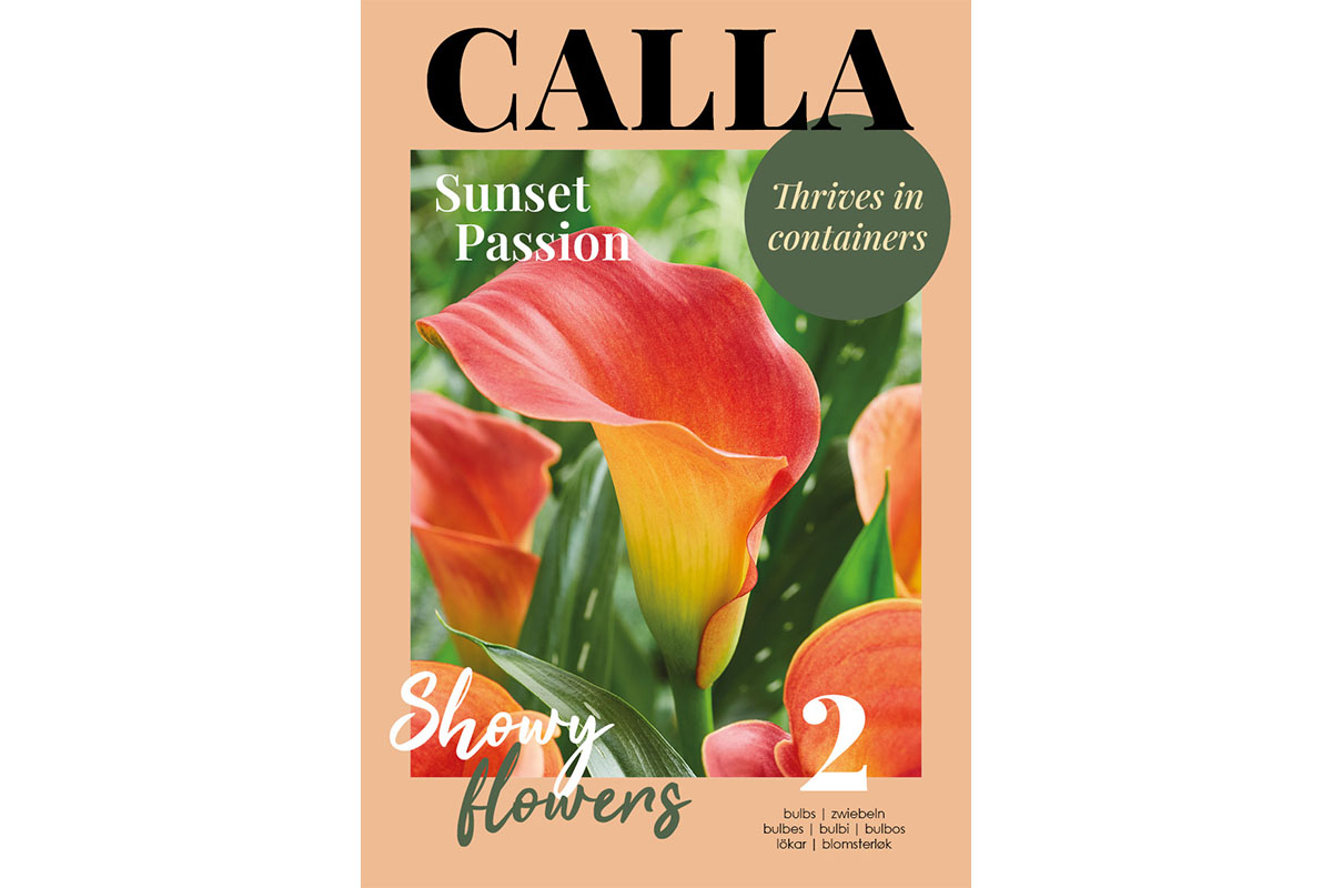 Glossy Calla  Sunset Passion 