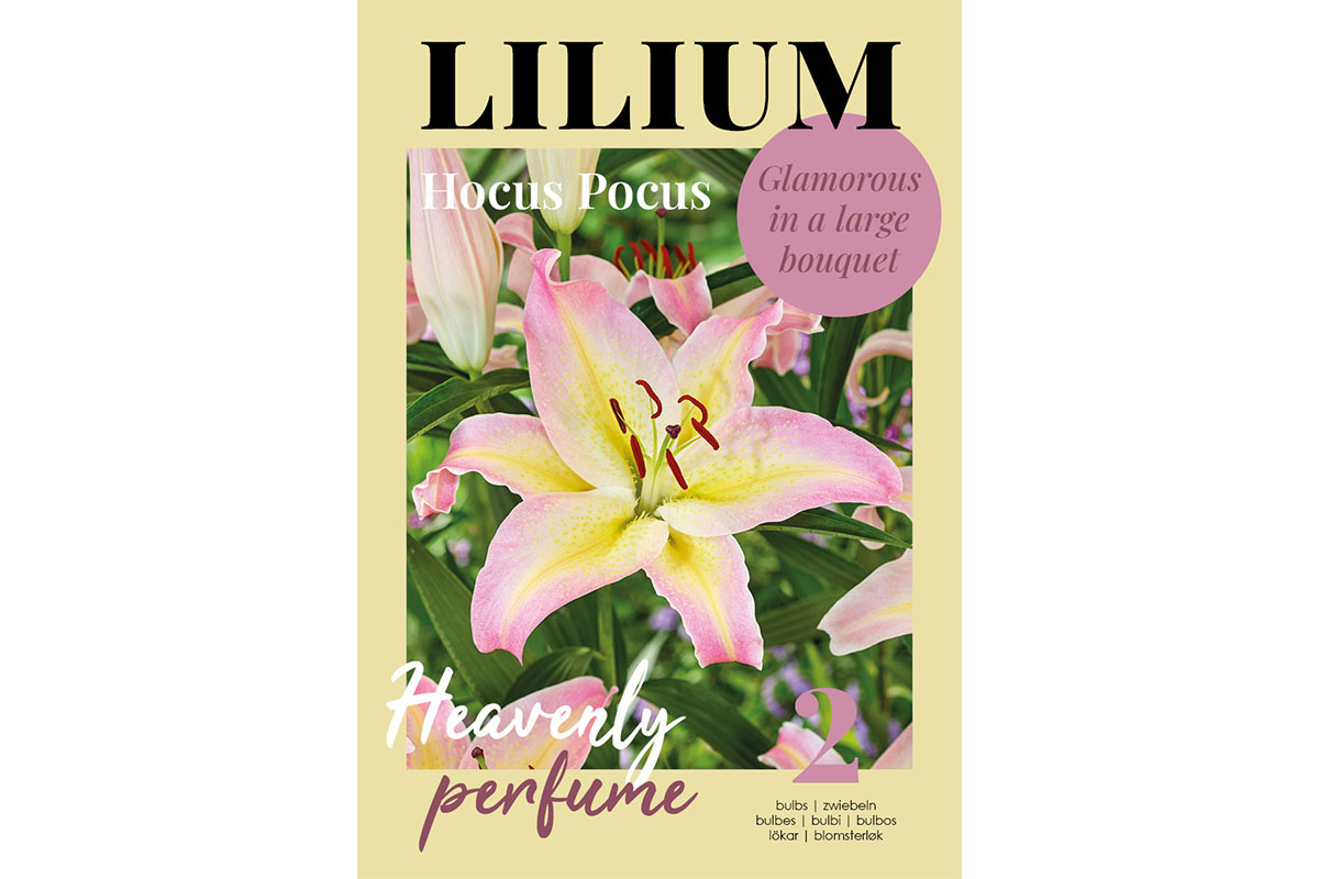 Glossy Lilium Hocus Pocus 