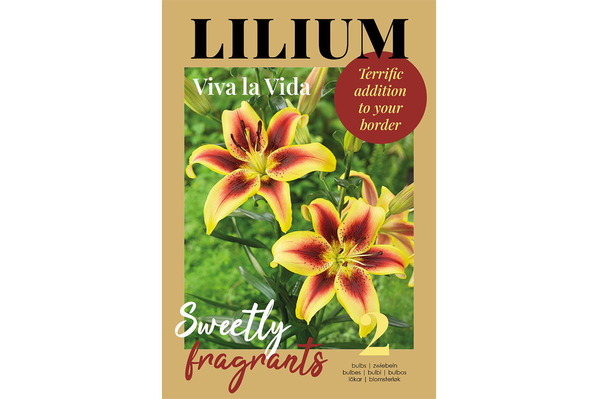 Glossy Lilium Viva la Vida 