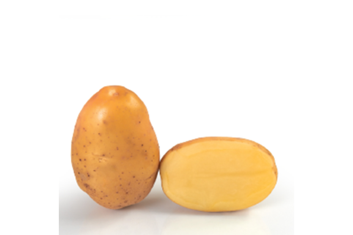 KROMPIR UNIVERSA 25 kg 35/55 mm 