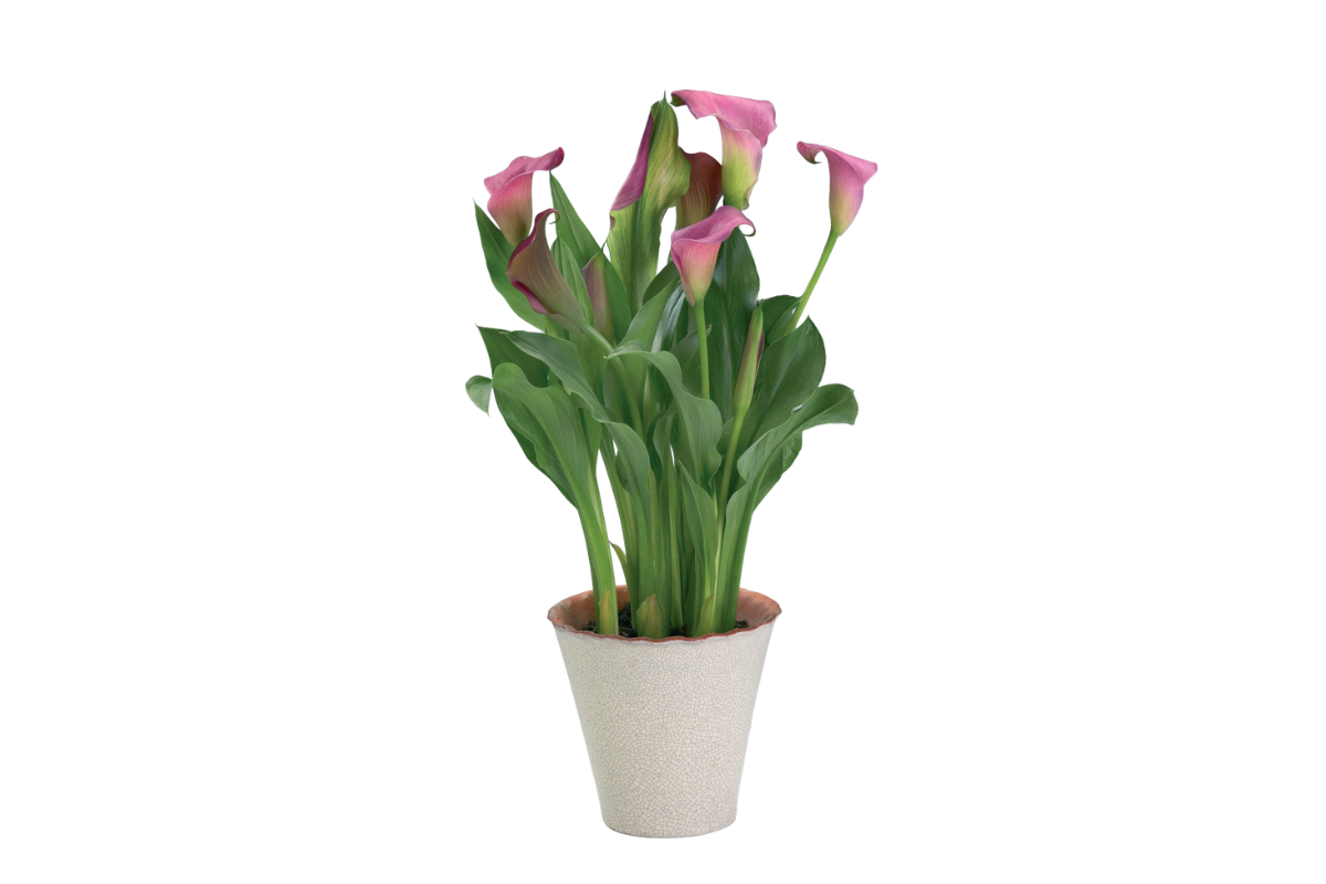 SOBNA KALA (Zantedeschia sp. ), P13H40 