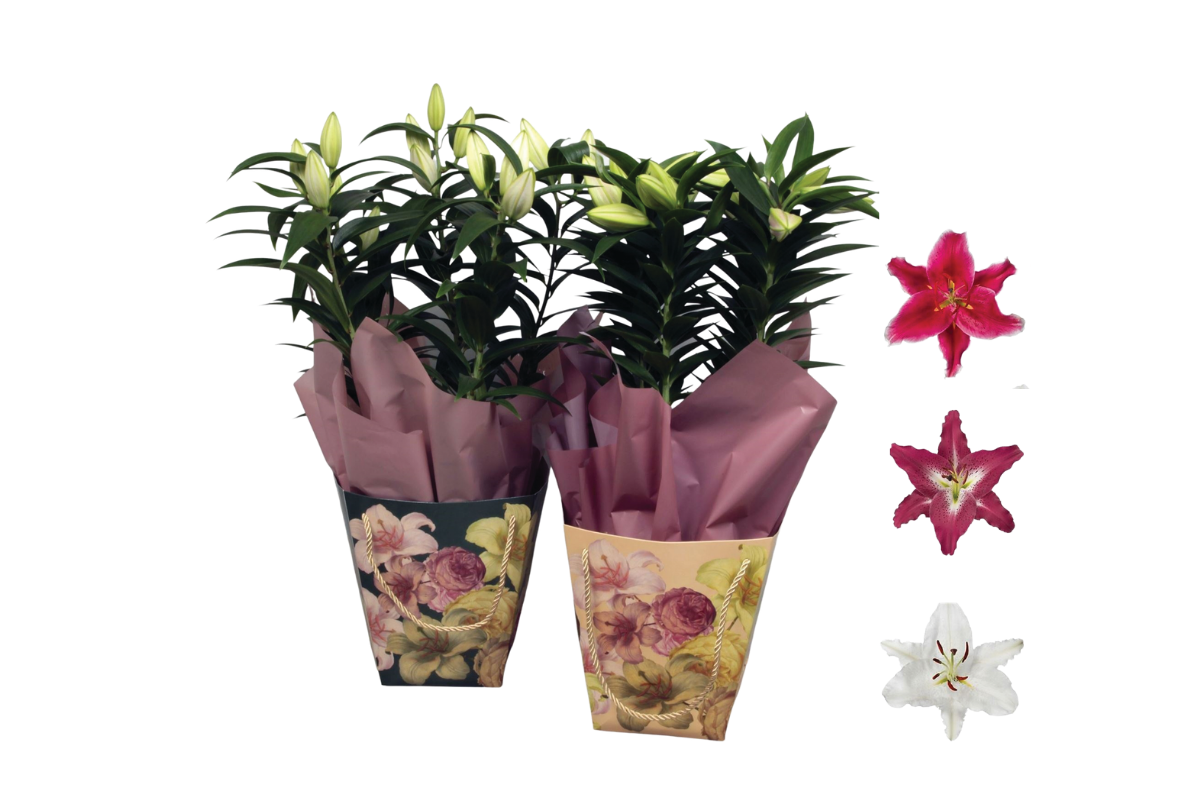 LILIJA (Lilium orientalum ), ARANŽIRANA , P17H50 