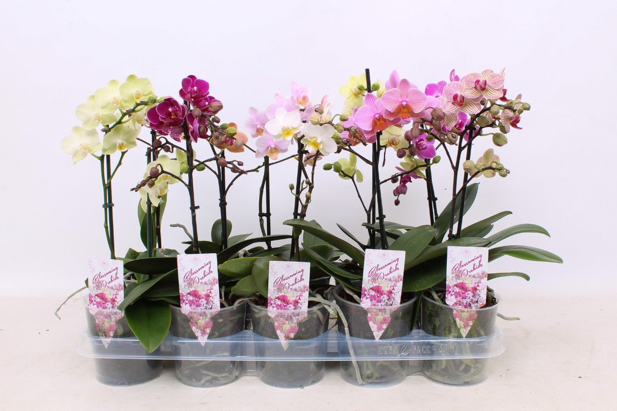ORHIDEJA PHALENOPSIS (Phaleanopsis sp.), MIX, 2 stebelna 12/14 CVETOV, P12H60, A1 