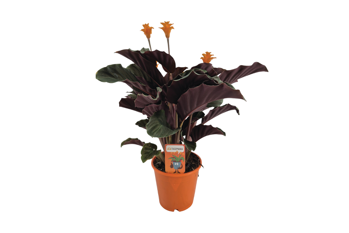 KALATEJA (Chalatea crocata Tassmania), P14H35