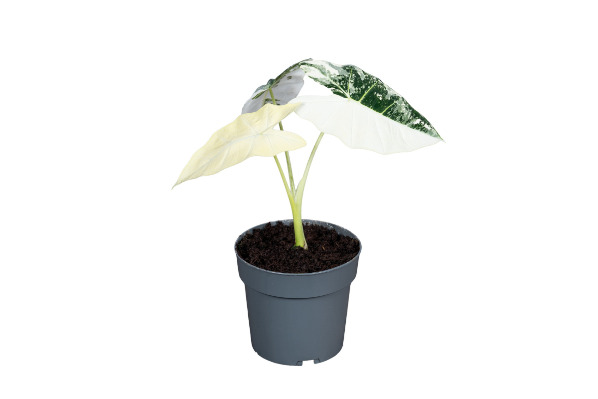 ALOKAZIJA ( Alocasia Frydek Variegata) P6H18 