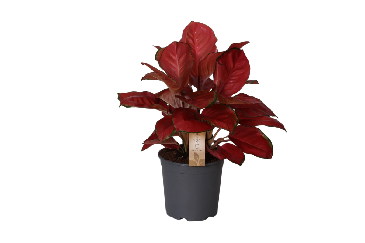 AGLAONEMA ( Aglaonema 