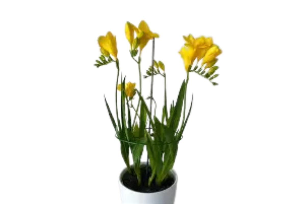 FREZIJA (Freesia mixed), P13H45 