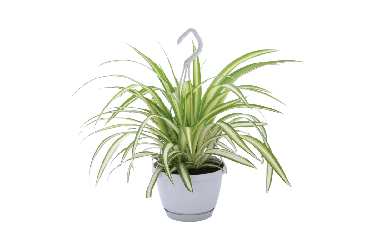 CHLOROPHYTUM ( Chlorophytum com. 