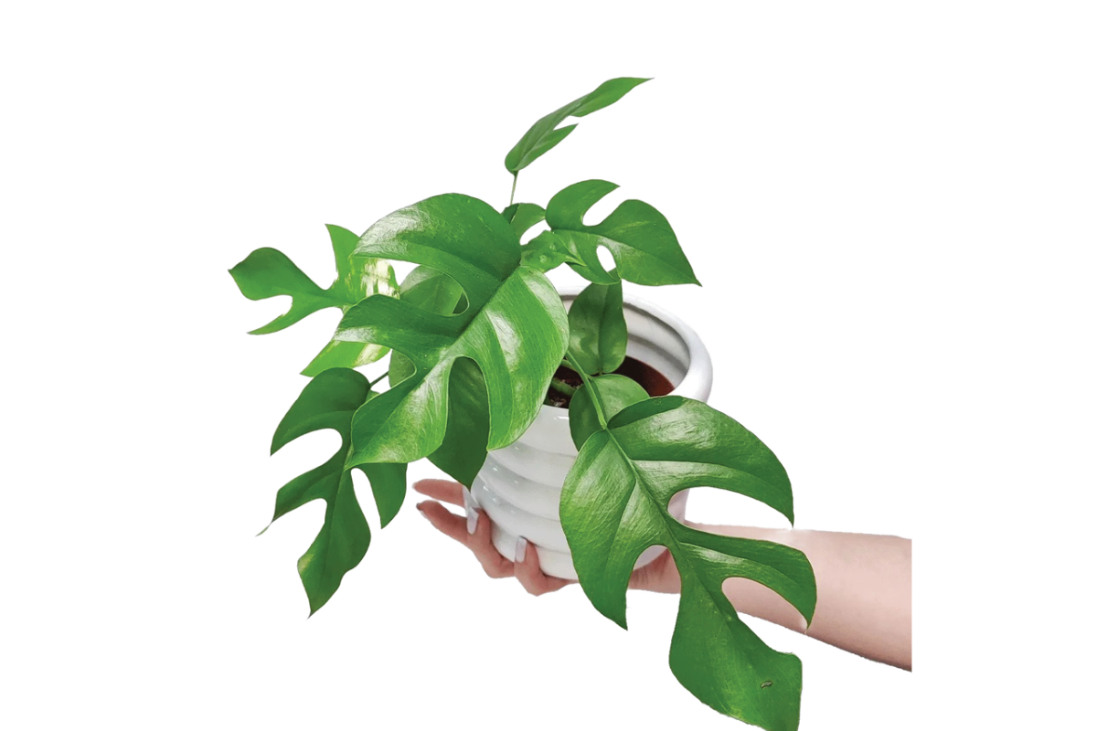 MONSTERA MINIMA (Raphidophora terasperma), P12H28 