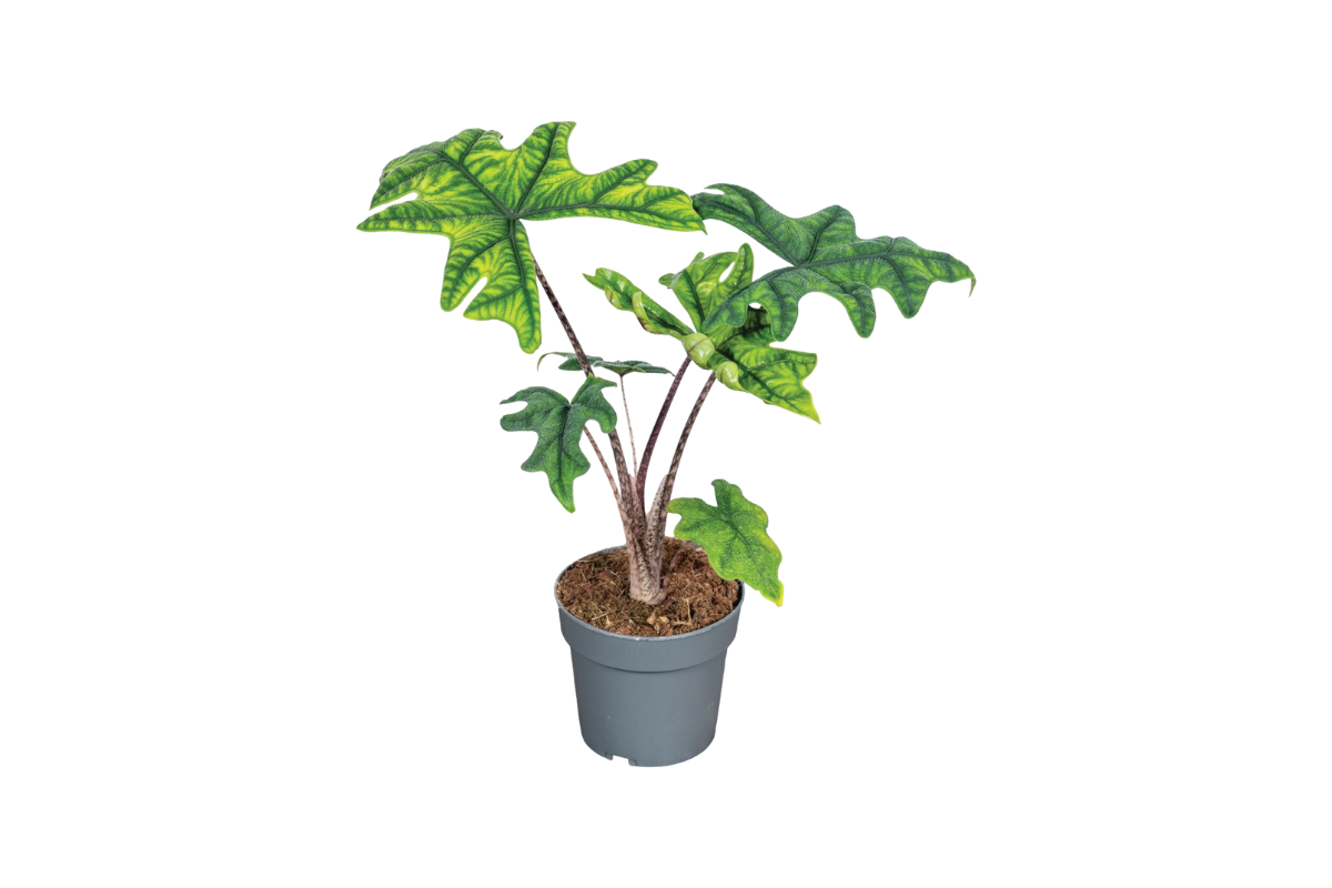 ALOKAZIJA (Alocasia Jacklyn), P14H50 