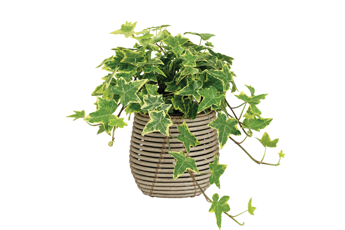 HEDERA ( Hedera helix in Sorten), P20H80 