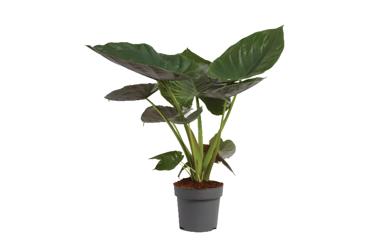 ALOKAZIJA (Alocasia Wentii), P24H110 