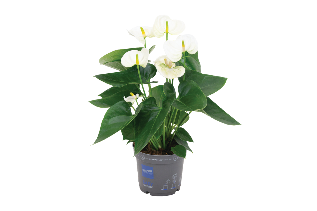FLAMINGOVEC (Anthurium Karma white), P12H40 