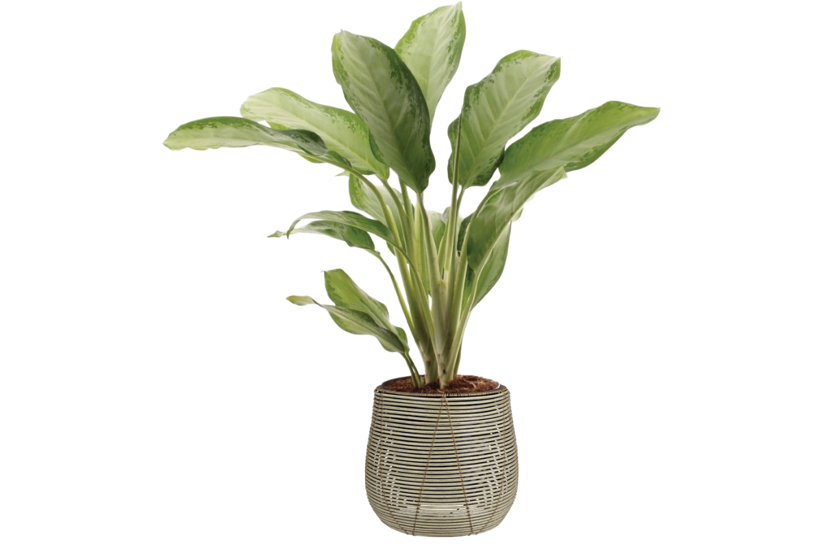 AGLAONEMA CLEOPATRA, P21H100 