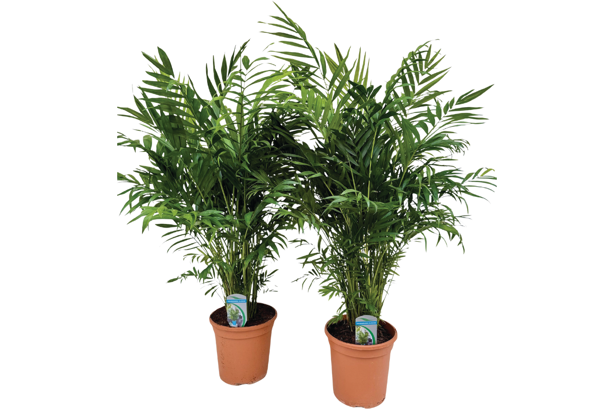 PALMA, GORSKA (Chamaedorea elegans), P20H90 