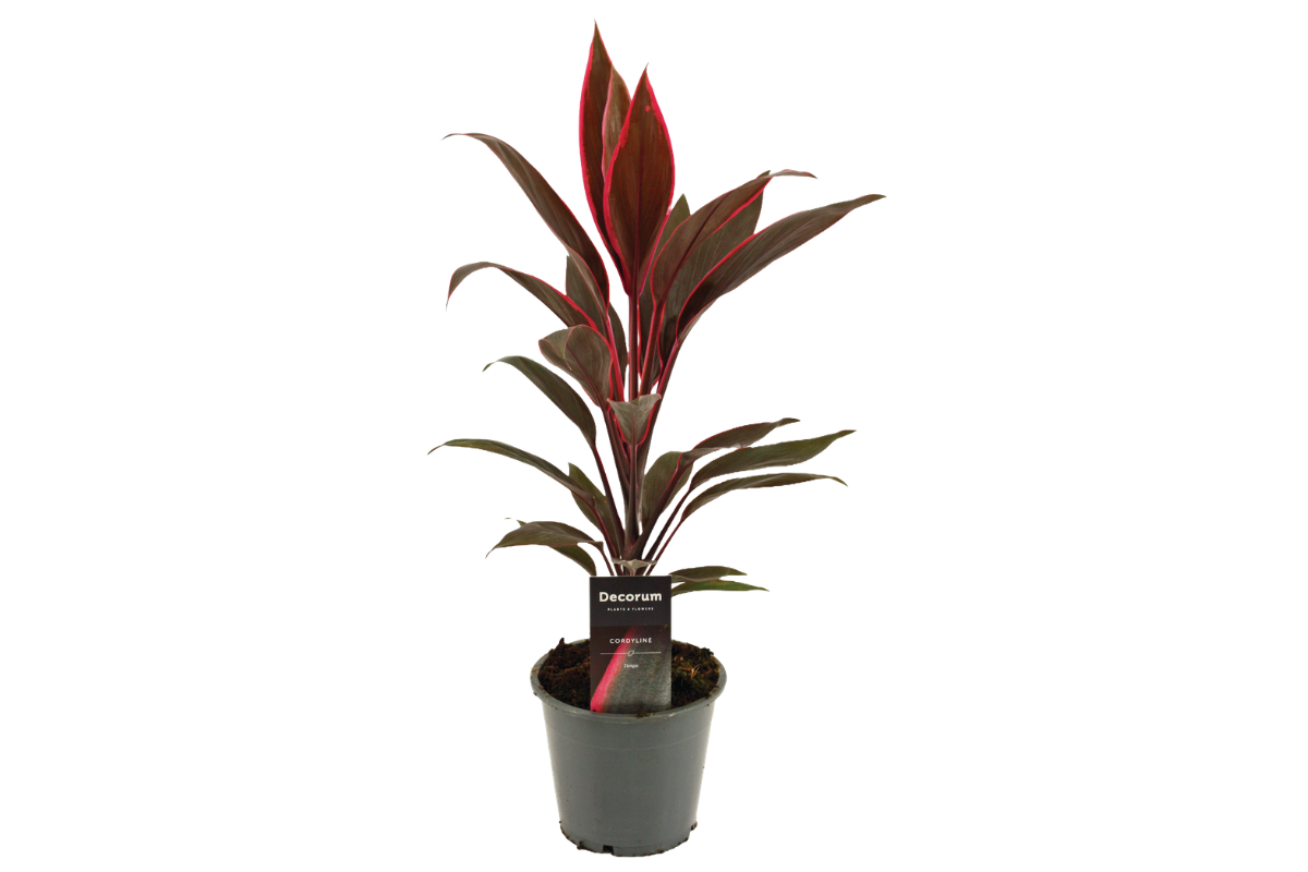 KJEVKA (Cordyline fruti. 