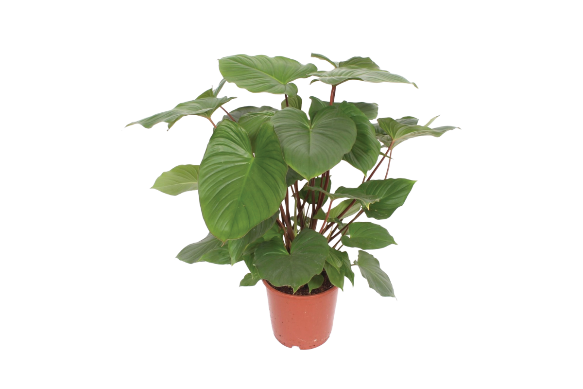 HAMALOMENA (Homalomena rubescens 