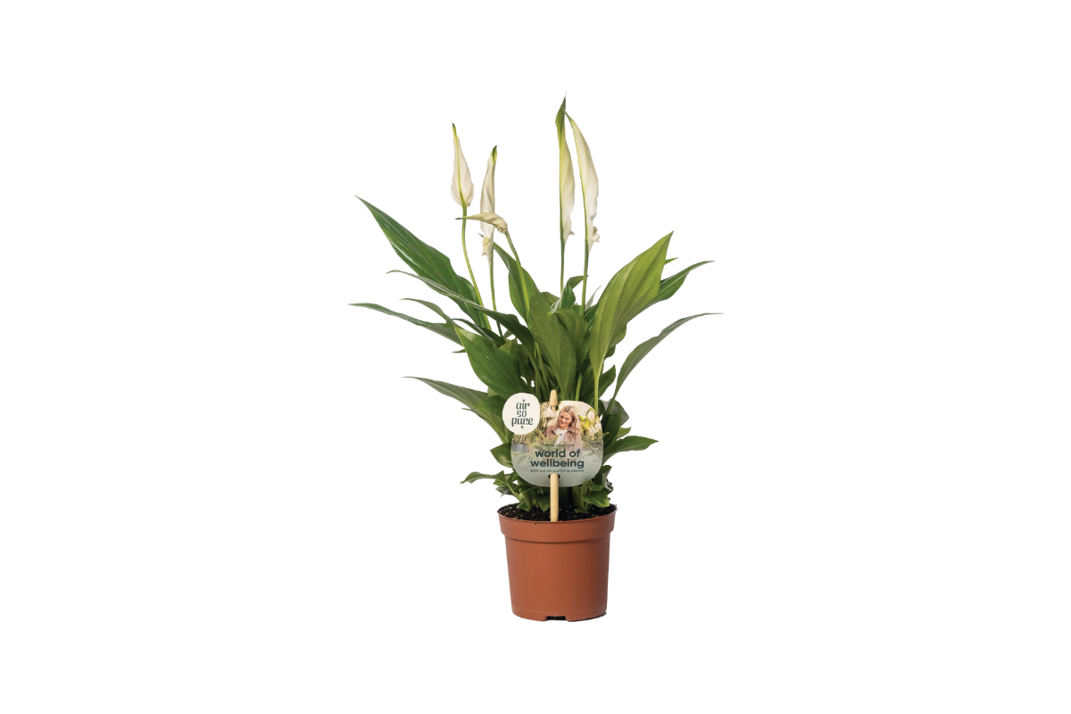 SPATIFIL (Spathiphyllum ‘Chopin