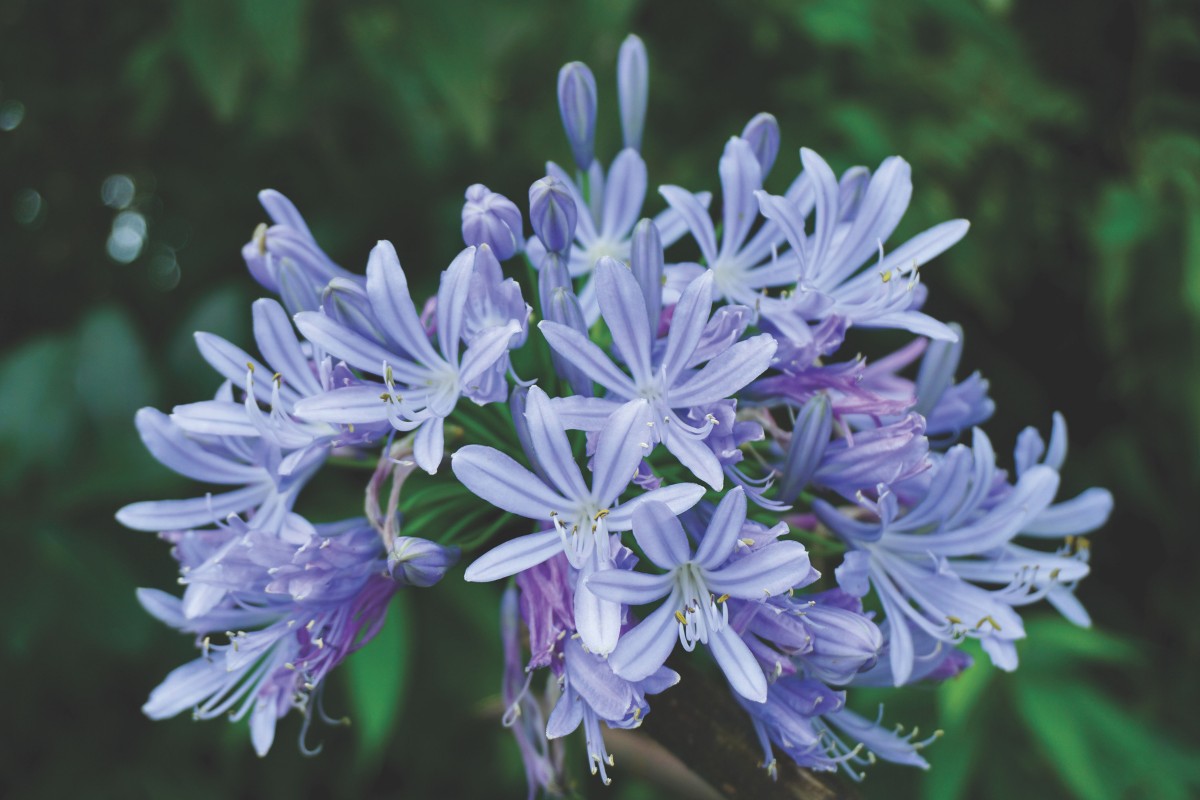 AFRIŠKA LILIJA (Agapanthus ),  P23H80 