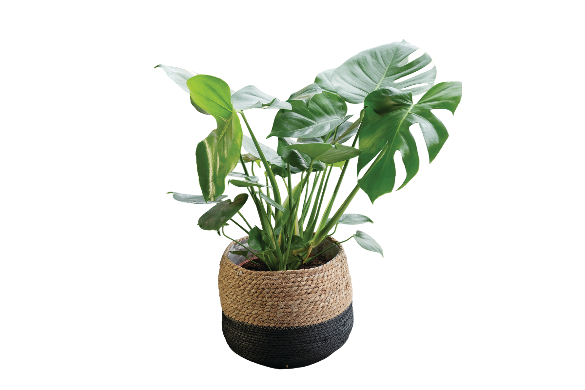 MONSTERA (Monstera deliciosa), P21H65 
