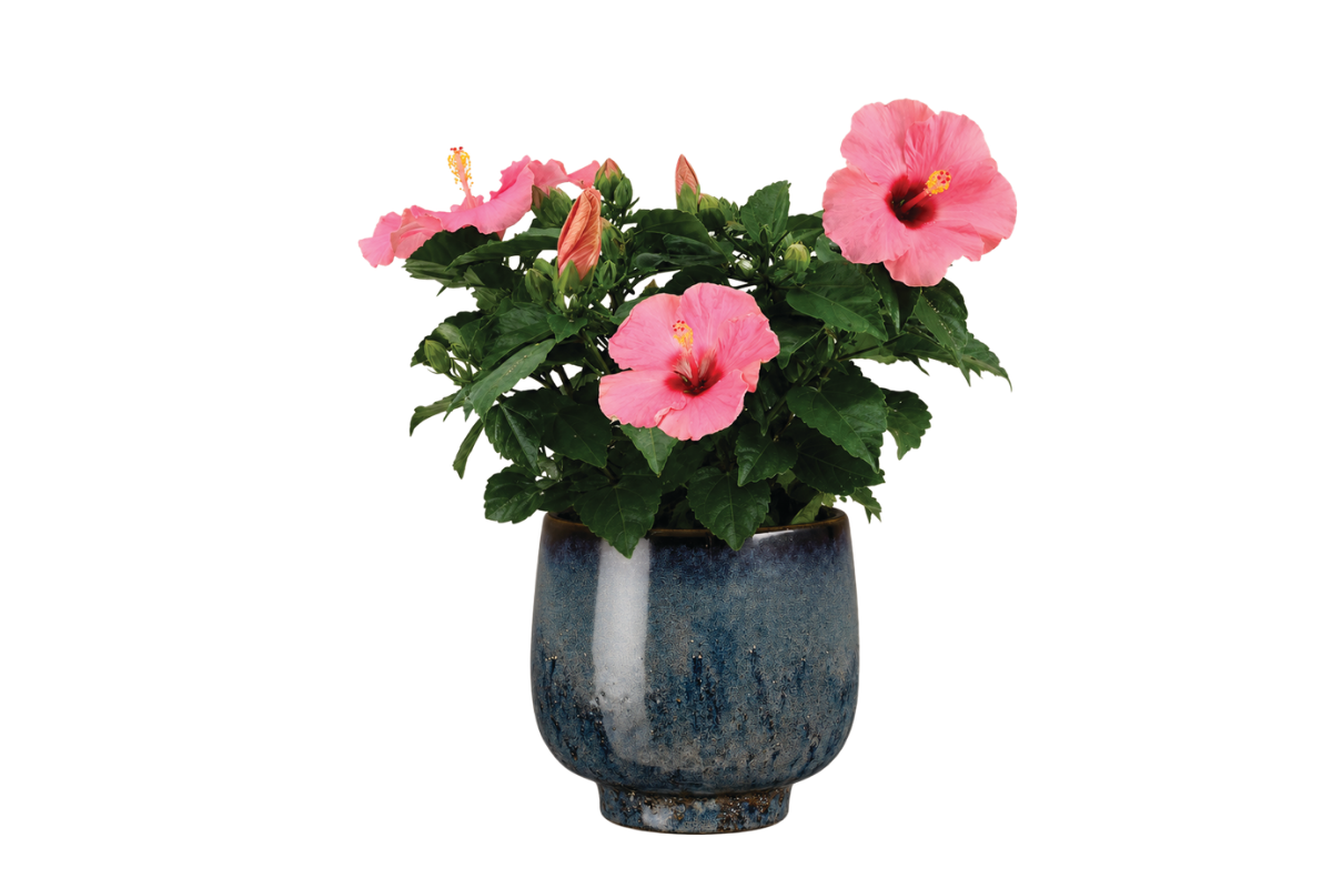 HIBISKUS (Hibiscus rosa-sin. red), P13H35 