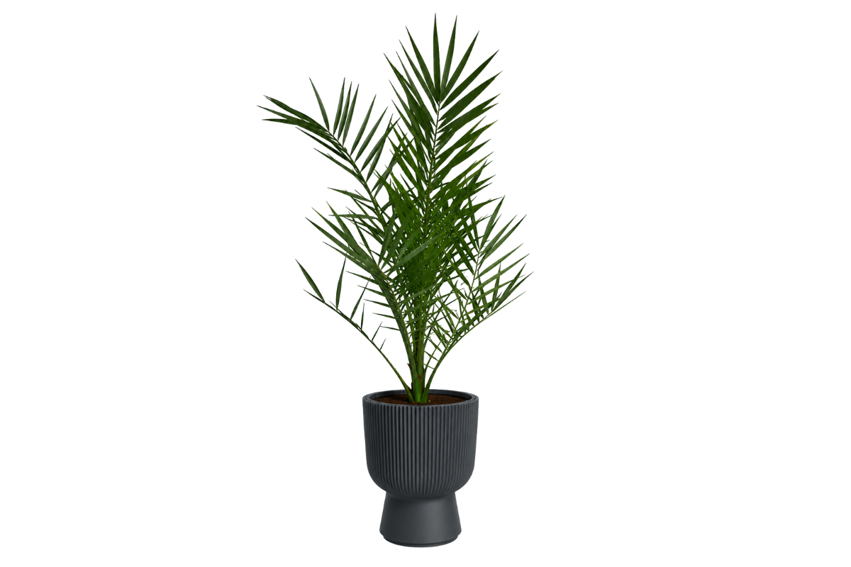 KANARSKA DATLJEVA PALMA (Phoenix canariensis), P14H65 