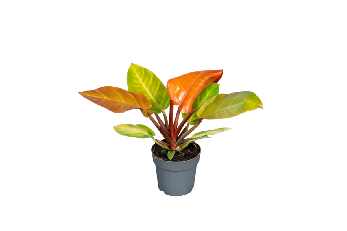 FILODENDRON (Philodendron Prince or Orange), P14H35 