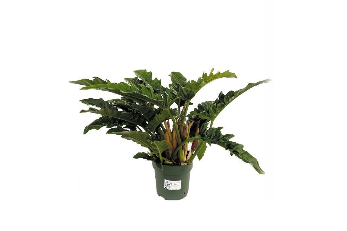 FILODENDRON (Philodendron Narrow Escape Feel Green decorum), P14H40 