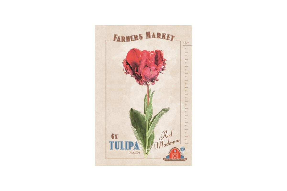 Farmers Market Tulipa parrot Red Madonna 6/1 