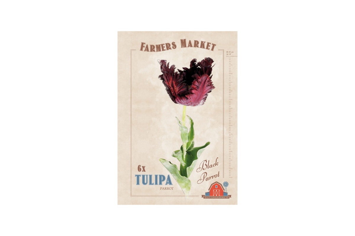 Farmers Market Tulipa parrot Black Parrot 6/1 