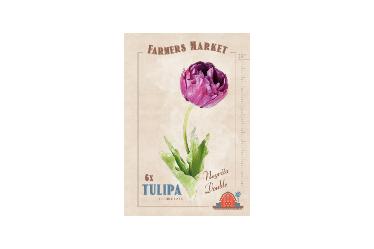 Farmers Market Tulipa double late Negrita Double 6/1 