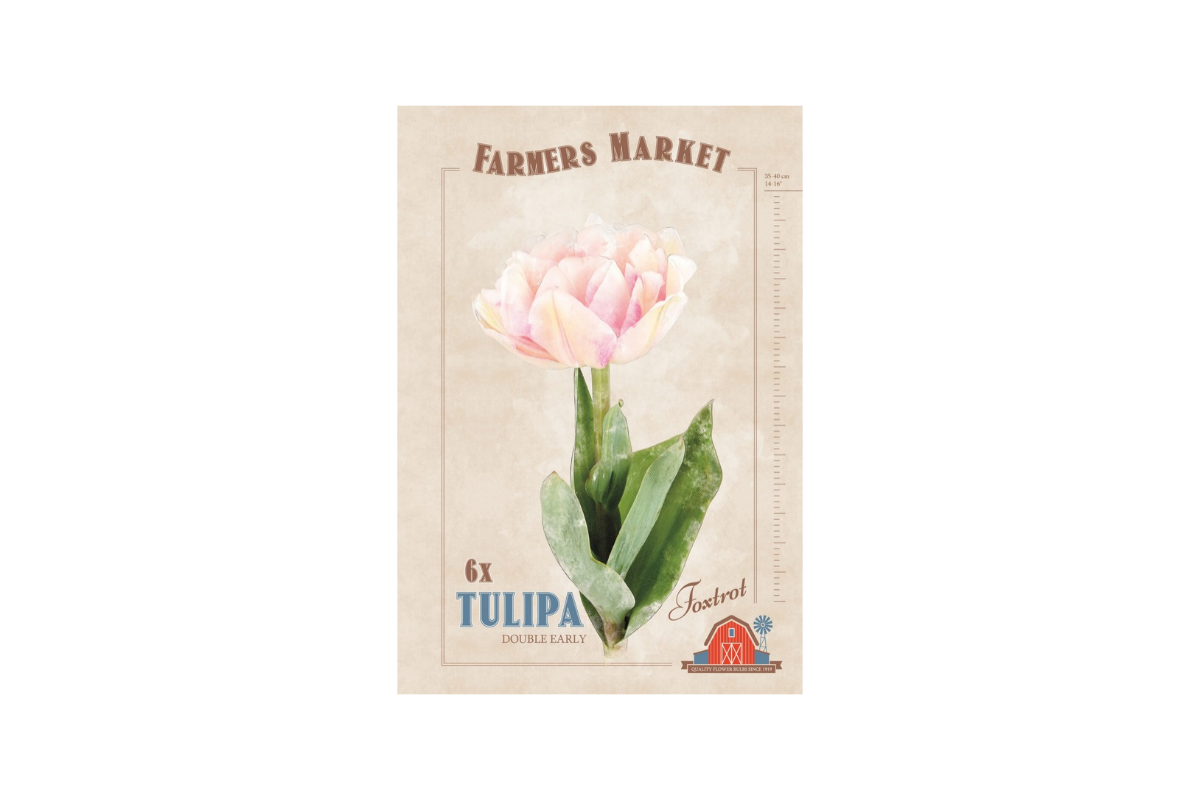 Farmers Market Tulipa double early Foxtrot 6/1 