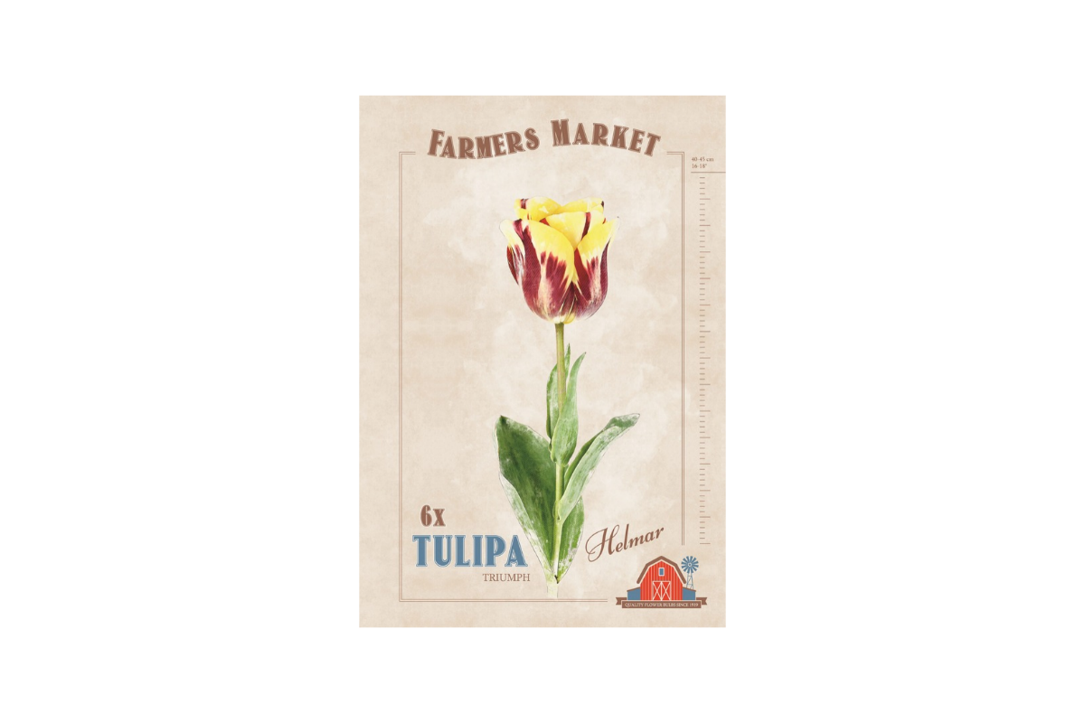 Farmers Market Tulipa triumph Helmar 6/1 