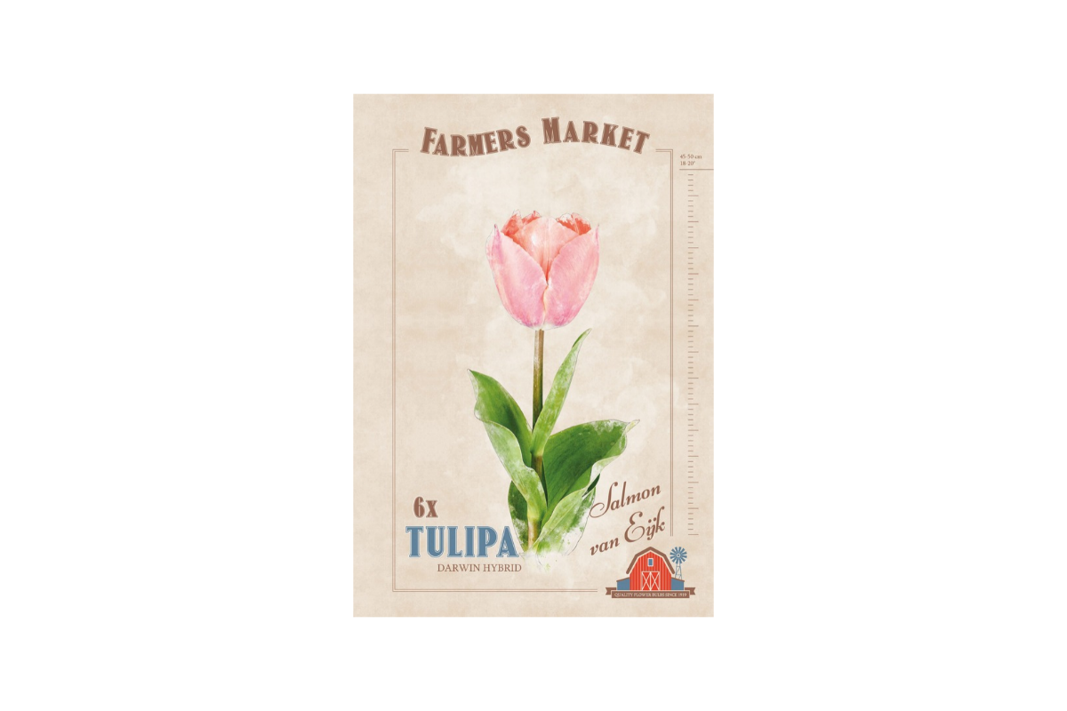 Farmers Market Tulipa darwin hybrid Salmon van Eijk 6/1 