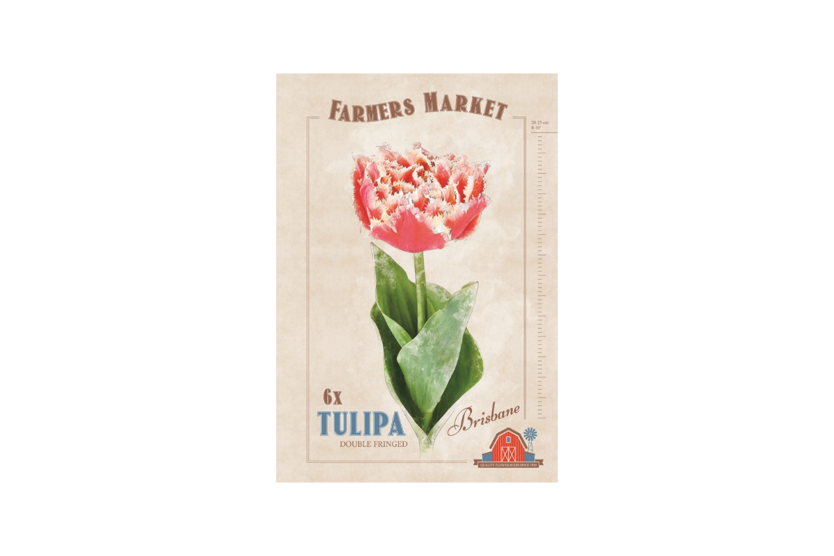Farmers Market Tulipa crispa Brisbane 6/1 