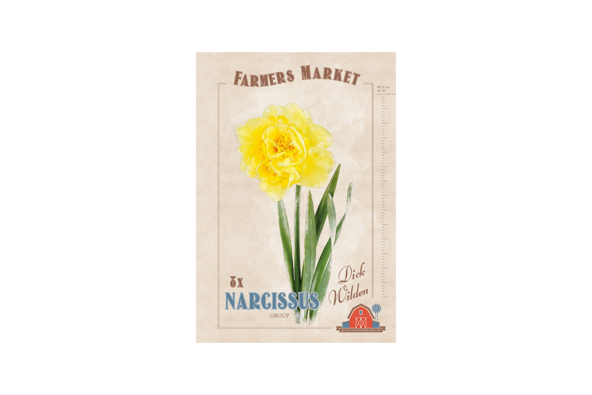 Farmers Market Narcissus double Dick Wilden 8/1 