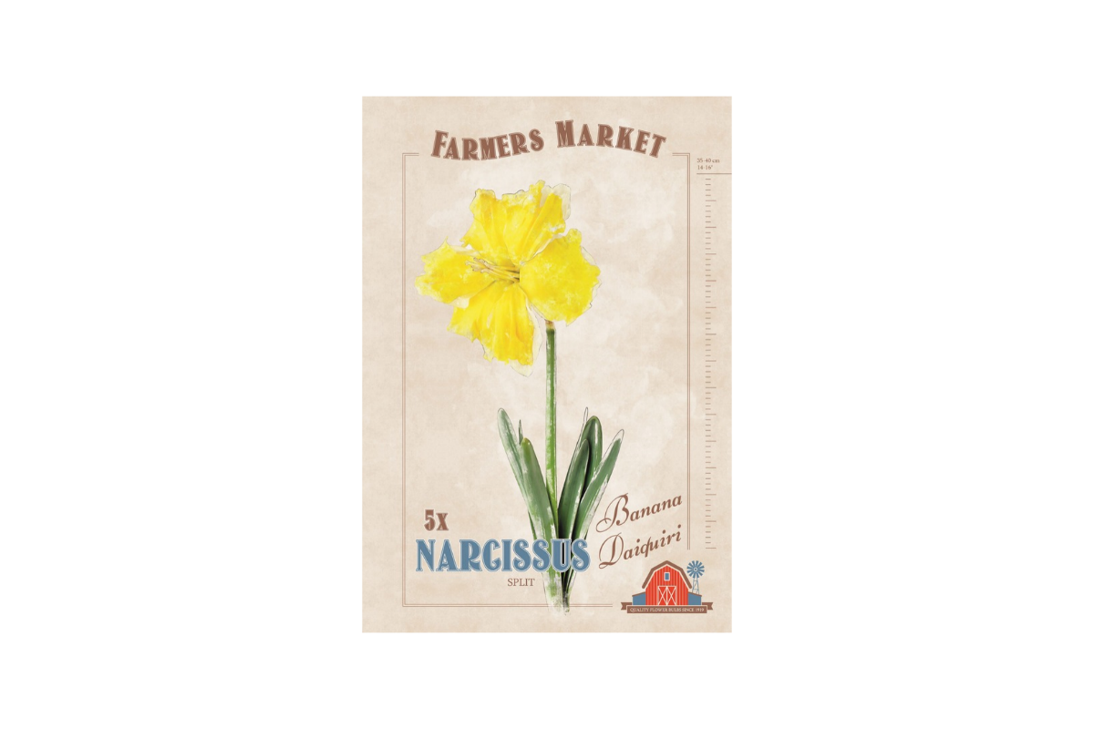 Farmers Market Narcissus split corona Banana Daiquiri 5/1 