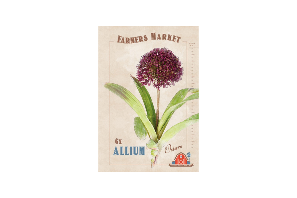 Farmers Market Allium Ostara 6/1 