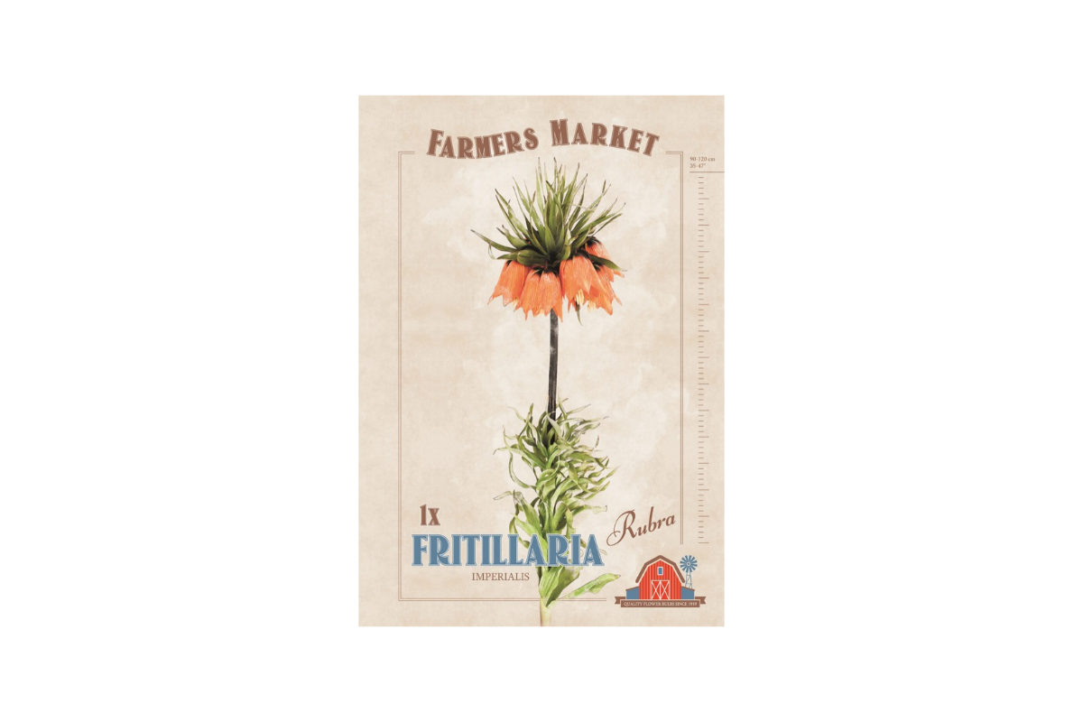 Farmers Market Fritillaria Imperalis Rubra 1/1 