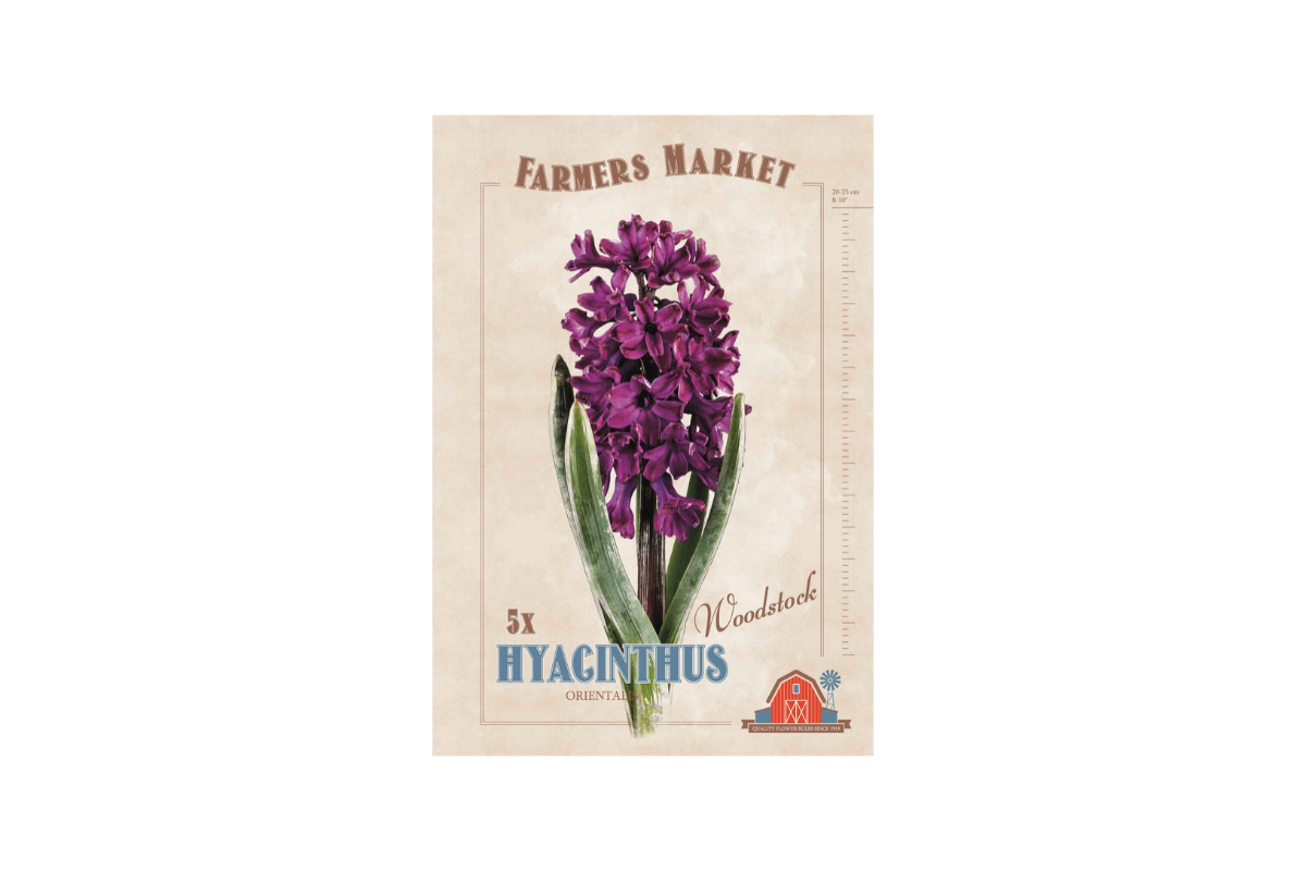 Farmers Market Hyacinthus orientalis Woodstock 5/1 