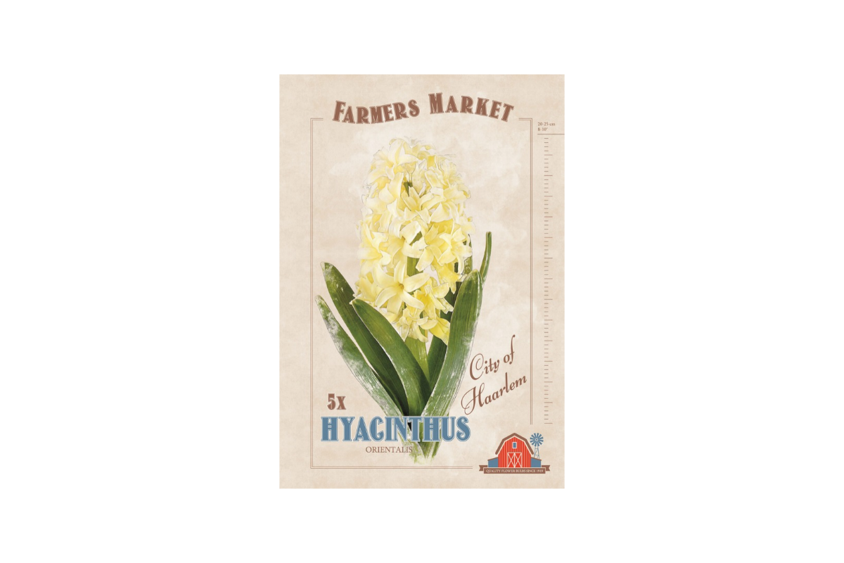Farmers Market Hyacinthus orientalis City of Haarlem 5/1 